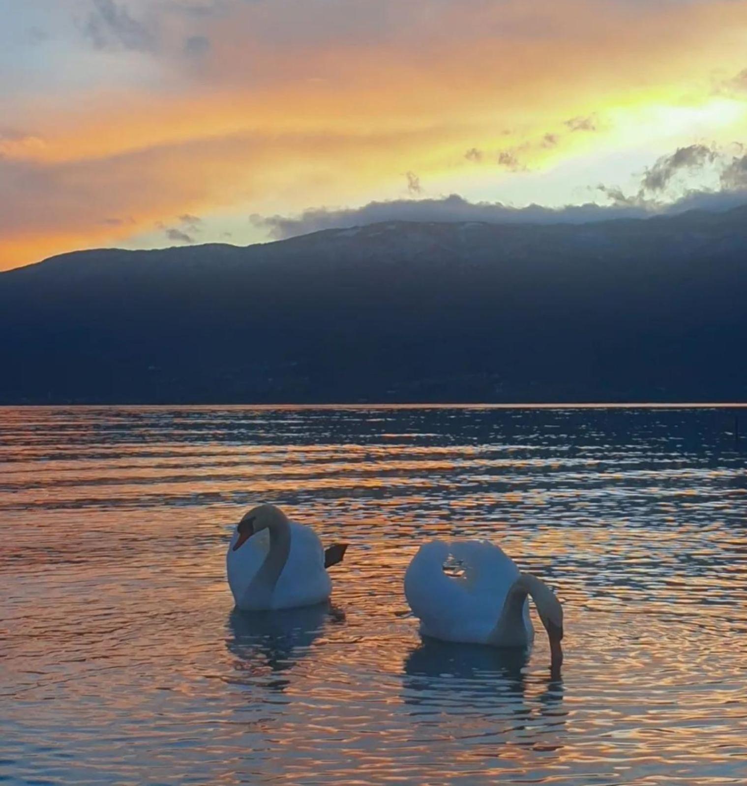 Vila Bolonja Struga Bagian luar foto